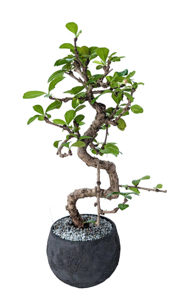 'Shay' the Philippine Tea Tree - #895