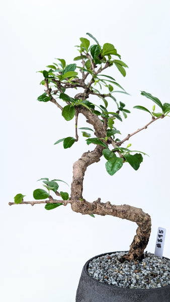 'Shay' the Philippine Tea Tree - #895
