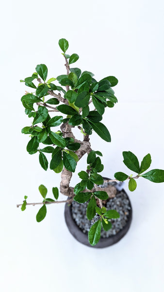 'Shay' the Philippine Tea Tree - #895