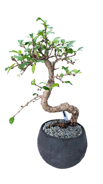 'Shay' the Philippine Tea Tree - #896