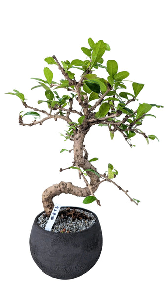 'Shay' the Philippine Tea Tree - #896
