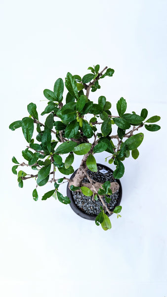 'Shay' the Philippine Tea Tree - #896