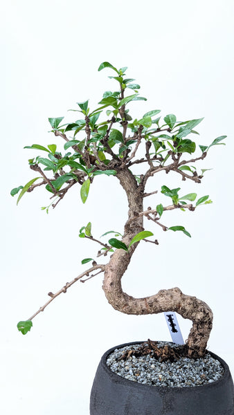 'Shay' the Philippine Tea Tree - #896