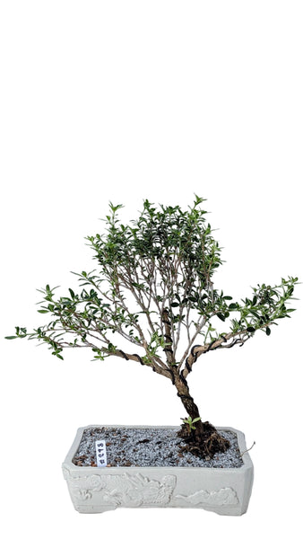'Yuki' the Variegated Snowrose Serissa - #898