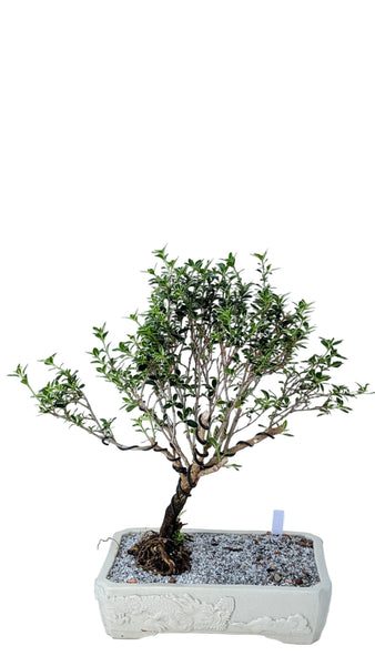 'Yuki' the Variegated Snowrose Serissa - #898