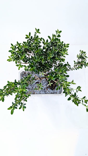 'Yuki' the Variegated Snowrose Serissa - #898
