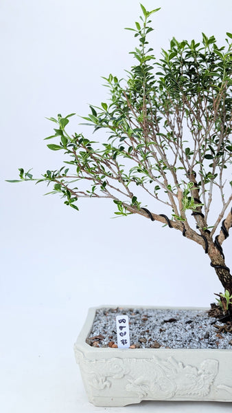 'Yuki' the Variegated Snowrose Serissa - #898
