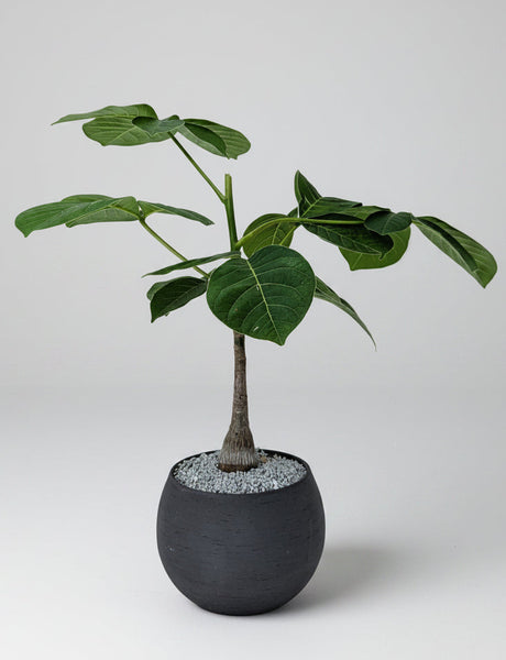 'Koki' the Shaving Brush Tree