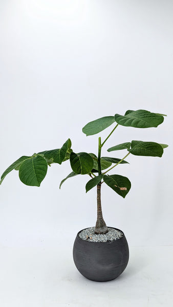 'Koki' the Shaving Brush Tree