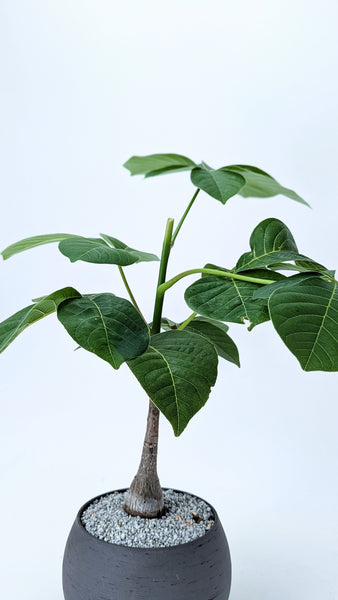 'Koki' the Shaving Brush Tree