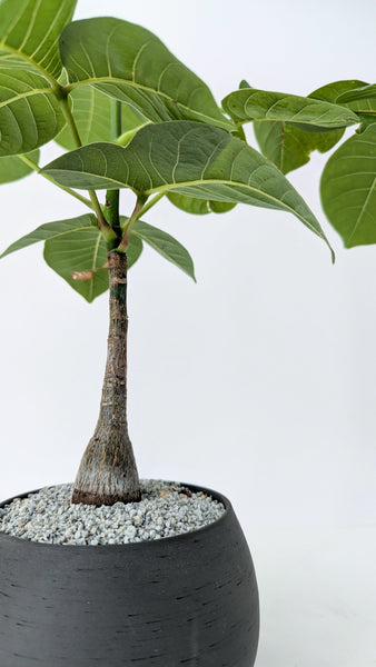 'Koki' the Shaving Brush Tree