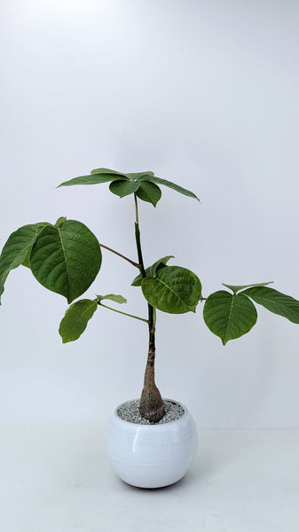 'Koki' the Shaving Brush Tree