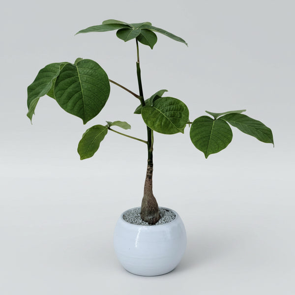 'Koki' the Shaving Brush Tree