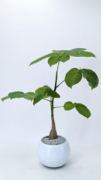 'Koki' the Shaving Brush Tree