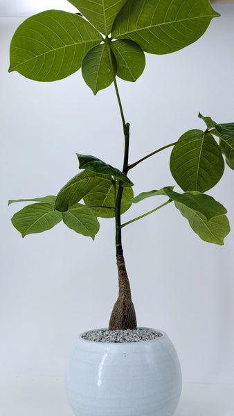 'Koki' the Shaving Brush Tree