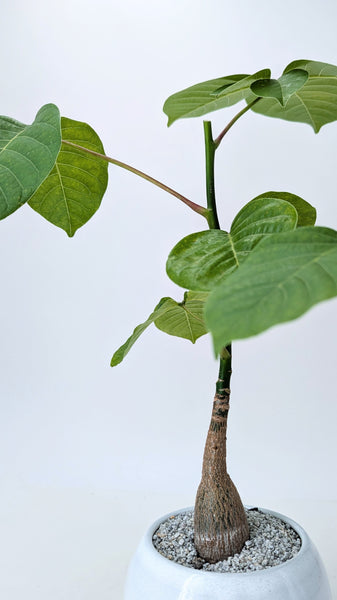 'Koki' the Shaving Brush Tree