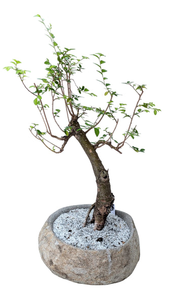 'Merlin' the Chinese Elm - #842
