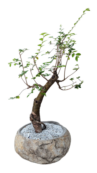 'Merlin' the Chinese Elm - #842