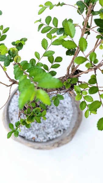 'Merlin' the Chinese Elm - #842