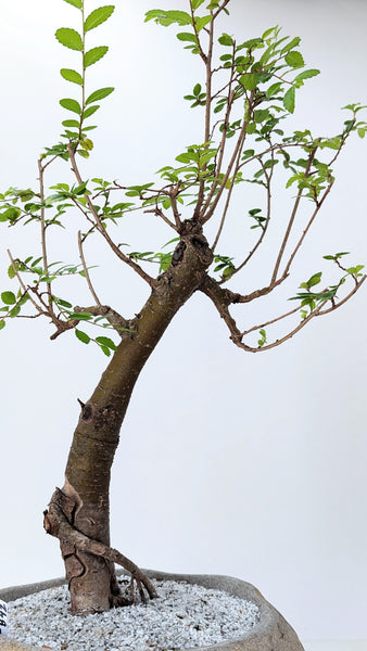 'Merlin' the Chinese Elm - #842