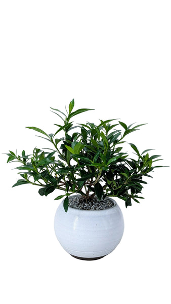 'Deni' the Radicans Gardenia