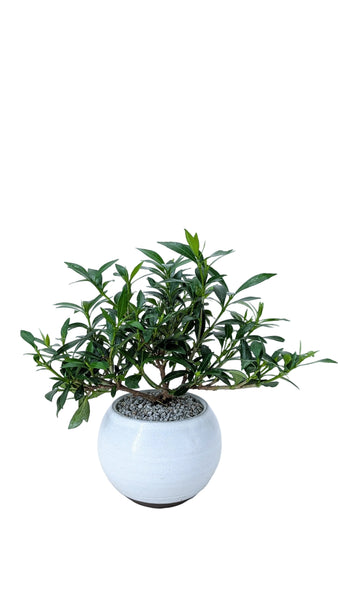 'Deni' the Radicans Gardenia