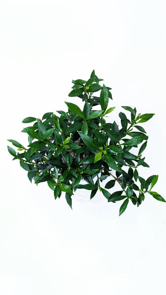 'Deni' the Radicans Gardenia