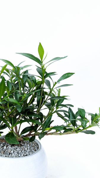 'Deni' the Radicans Gardenia