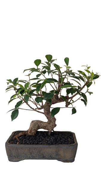 'Hal' the Chinese Banyan - #908