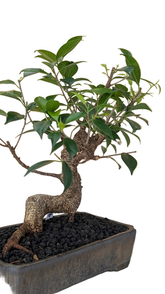 'Hal' the Chinese Banyan - #908