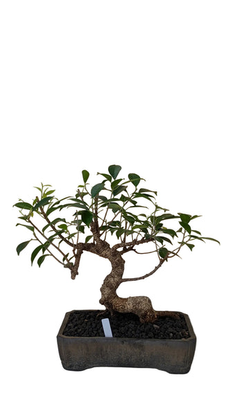 'Hal' the Chinese Banyan - #908