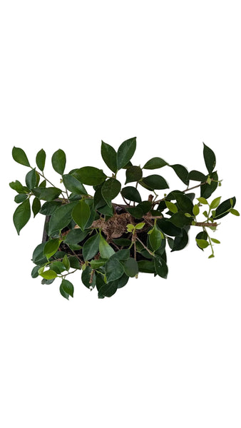 'Hal' the Chinese Banyan - #908