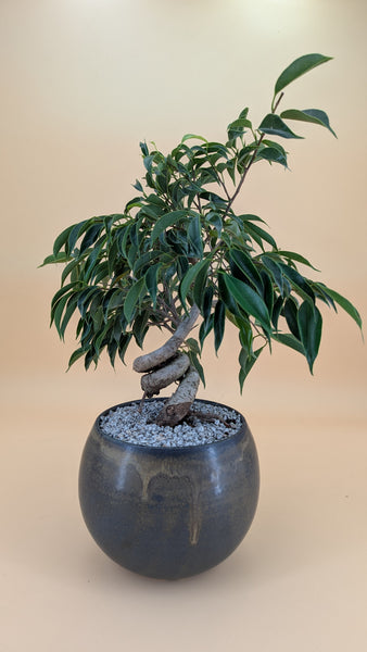 'Benny' the Weeping Fig Tree - #913