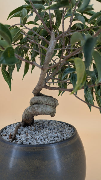 'Benny' the Weeping Fig Tree - #913