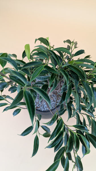 'Benny' the Weeping Fig Tree - #913