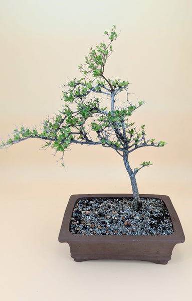 'Dora' the Spiny Black Olive - #909