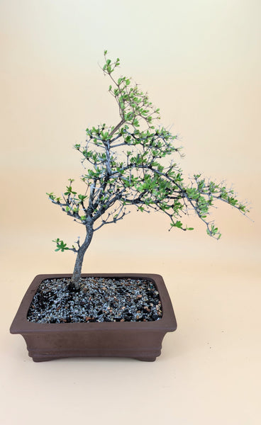 'Dora' the Spiny Black Olive - #909