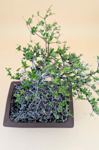 'Dora' the Spiny Black Olive - #909