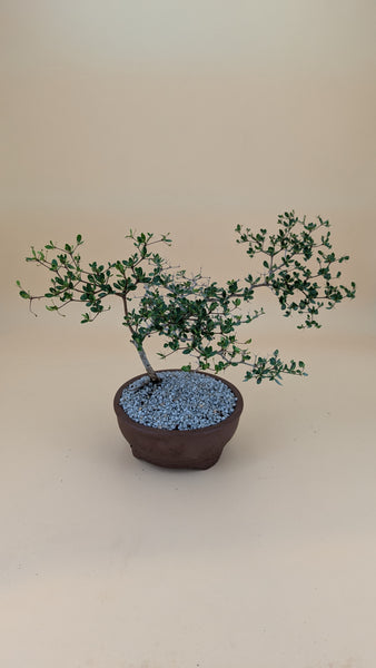 'Dora' the Spiny Black Olive - #910