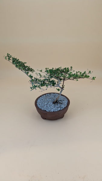 'Dora' the Spiny Black Olive - #910