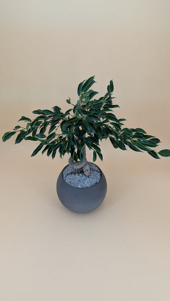 'Benny' the Weeping Fig Tree - #911