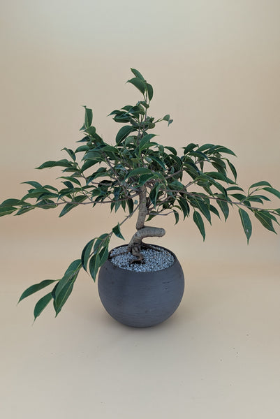 'Benny' the Weeping Fig Tree - #911