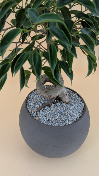 'Benny' the Weeping Fig Tree - #911