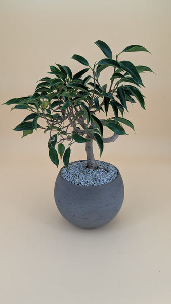 'Benny' the Weeping Fig Tree - #912