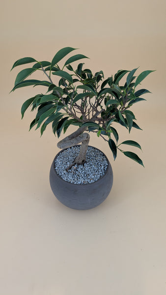 'Benny' the Weeping Fig Tree - #912