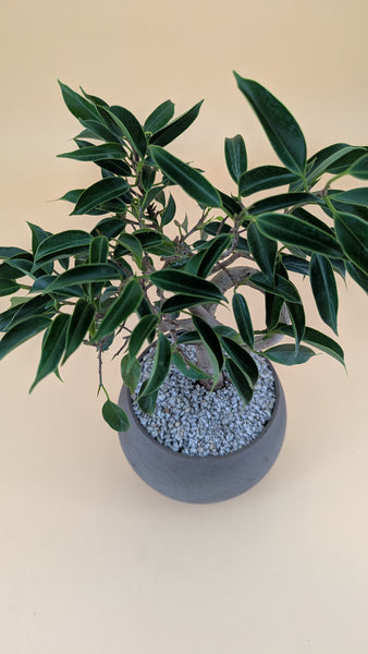 'Benny' the Weeping Fig Tree - #912