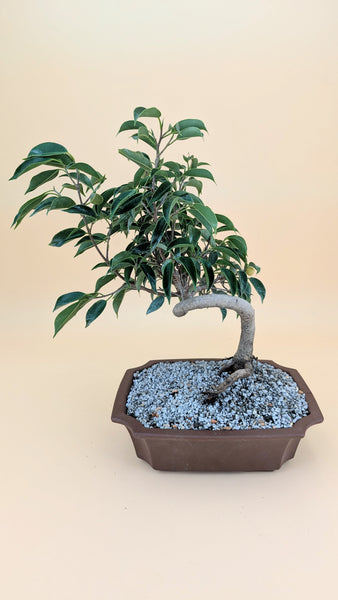 'Benny' the Weeping Fig Tree - #914
