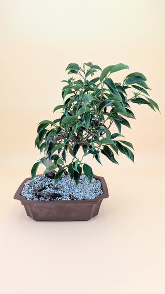 'Benny' the Weeping Fig Tree - #914