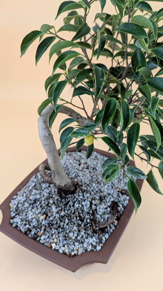 'Benny' the Weeping Fig Tree - #914