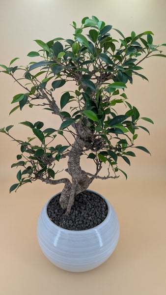'Hal' the Chinese Banyan XXXL - #907